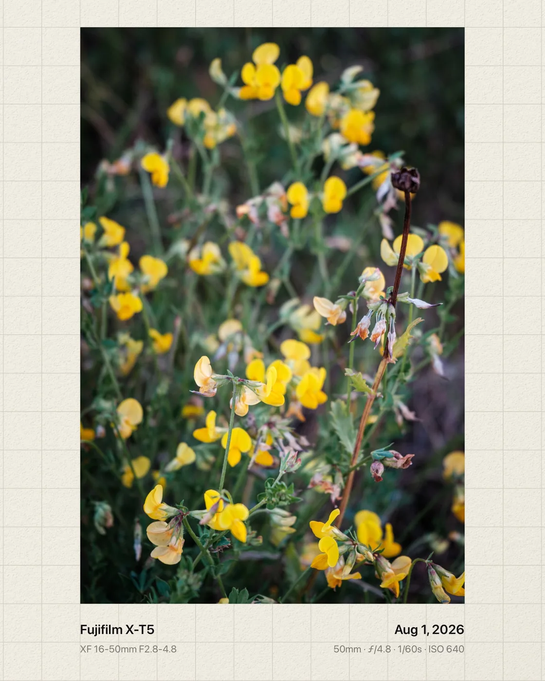Yellow wildflowers on grid paper